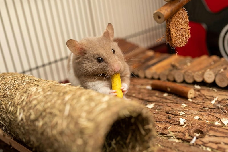 SIMENA Wooden Hamster Suspension Bridge Toy, Hamster Fencing, Natural Climbing Ladder for Dwarf Hamsters, Syrian Hamsters, Mice, Gerbils & Small Pets (Natural, 19.7") - Image 5